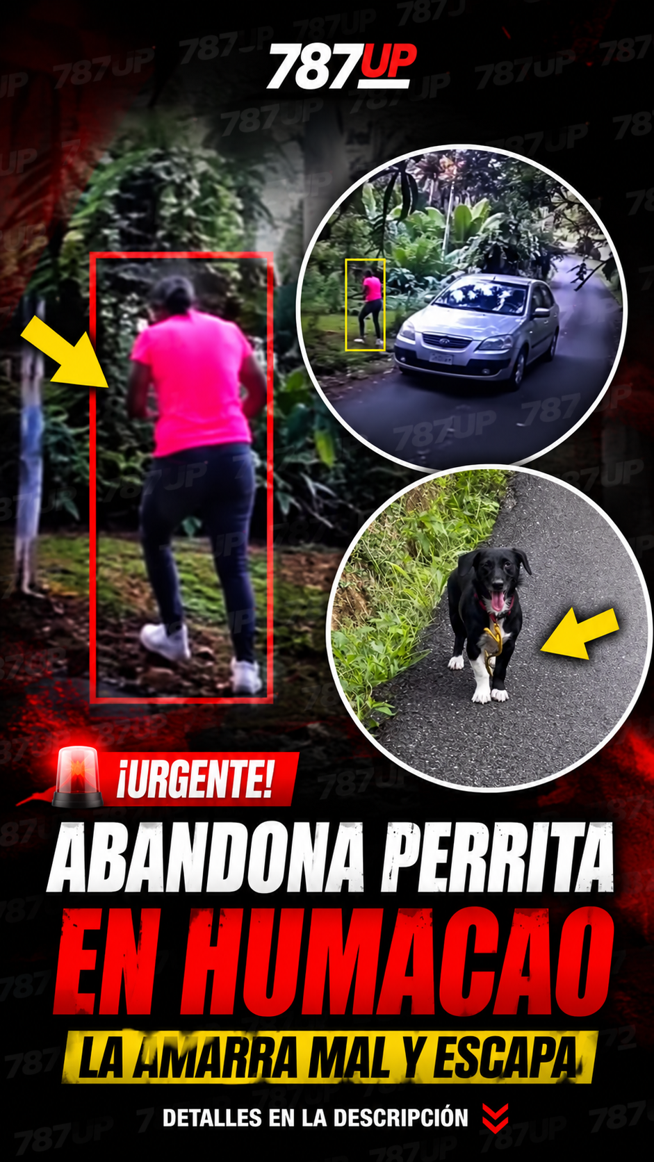 ABANDONAN PERRITA EN HUMACAO, LA AMARRAN MAL Y ESCAPA